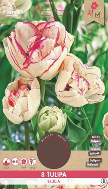 LILLESIBUL TULP FLOREX BELICIA 8TK PAKIS