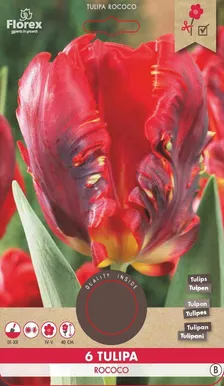 LILLESIBUL PAPAGOIÕIELINE TULP FLOREX ROCOCO 6TK PAKIS