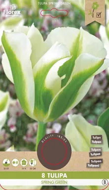 LILLESIBUL ROHELISEÕIELINE TULP FLOREX SPRING GREEN 8TK PAKIS