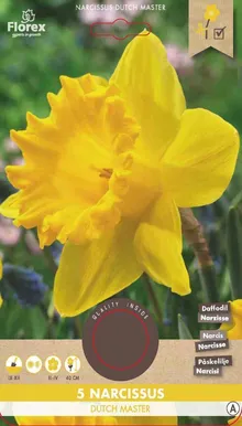LILLESIBUL NARTSISS FLOREX DUTCH MASTER 5TK PAKIS