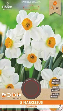 LILLESIBUL NARTSISS FLOREX GERANIUM 5TK PAKIS