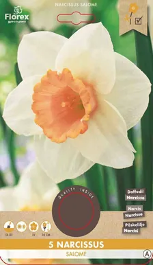 LILLESIBUL NARTSISS FLOREX SALOME 5TK PAKIS