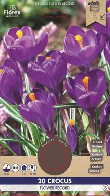 LILLESIBUL SUUREÕIELINE KROOKUS FLOREX FLOWER RECORD 20TK PAKIS