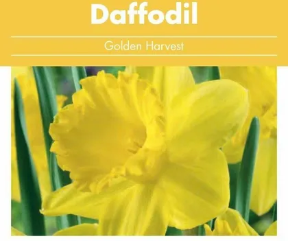 LILLESIBUL NARTSISS FLOREX GOLDEN HARVEST 16/+