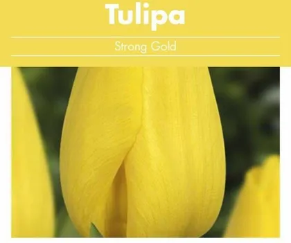 LILLESIBUL TULP FLOREX STRONG GOLD 14/+