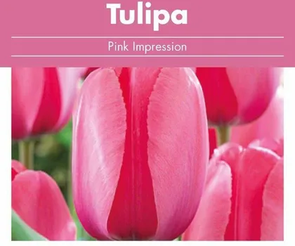 LILLESIBUL TULP FLOREX PINK IMPRESSION 14/+