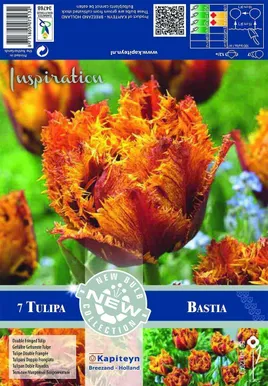 LILLESIBUL KAPITEYN TOPELTÕIELINE TULP FRINGED BASTIA 7TK PAKIS