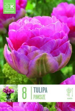 LILLESIBUL KAPITEYN TOPELTÕIELINE HILINE TULP AVEYRON 10TK PAKIS