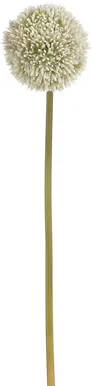 KUNSTTAIM SEASSPRING ALLIUM 66CM KREEM