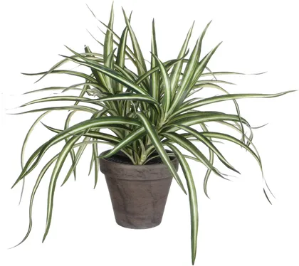 KUNSTLILL MICA DECORATIONS DRAAKONIPUU Ø40X34CM POTIS Ø11,5 VALGE/HALL