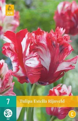 LILLESIBUL JUB TULP ESTELLA RIJNVELD 7TK PAKIS