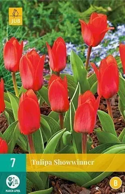 LILLESIBUL JUB TULP SHOWWINNER 7TK PAKIS