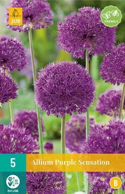 LILLESIBUL JUB LAUK ALLIUM PURPLE SENSATION 5TK PAKIS