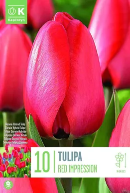 LILLESIBUL KAPITEYN DRAWINHÜBRIIDTULP "RED IMPRESSION"