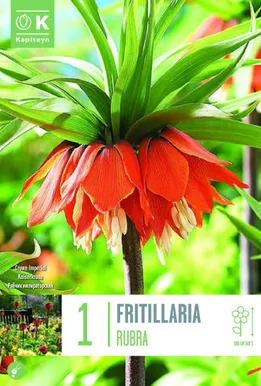 LILLESIBUL KAPITEYN KÕRGE PÜVILILL "RUBRA"