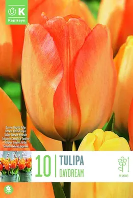 LILLESIBUL KAPITEYN DARWINHÜBRIIDTULP "DAYDREAM"