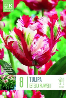 LILLESIBUL KAPITEYN PAPAGOITULP "ESTELLA RIJNVELD"