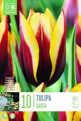 LILLESIBUL KAPITEYN TRIUMFTULP "GAVOTA"