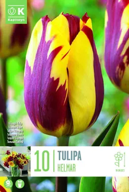 LILLESIBUL KAPITEYN TRIUMFTULP "HELMAR"