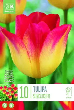 LILLESIBUL KAPITEYN TRIUMFTULP "SUNCATCHER"