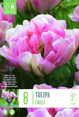 LILLESIBUL KAPITEYN TÄIDISÕIELINE TULP "FINOLA"