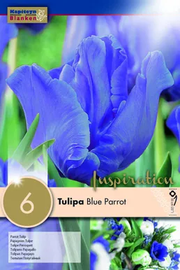 LILLESIBUL KAPITEYN PAPAGOITULP "BLUE PARROT"