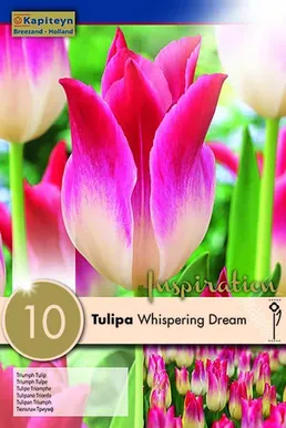 LILLESIBUL KAPITEYN TRIUMFTULP "WHISPERING DREAM"