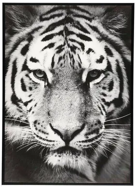 SEINAPILT TIIGER 50X70CM