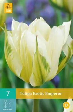 LILLESIBUL JUB TULP EXOTIC EMPEROR 7TK PAKIS