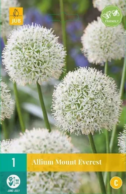 LILLESIBUL JUB ALLIUM MOUNT EVEREST 1TK PAKIS