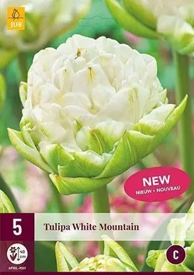 LILLESIBUL JUB TULP WHITE MOUNTAIN 5TK PAKIS