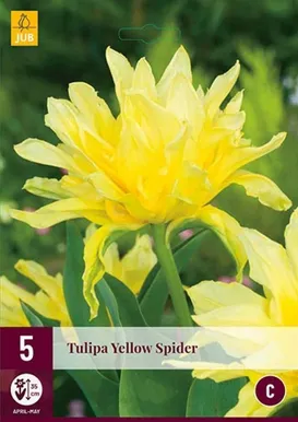 LILLESIBUL JUB TULP YELLOW SPIDER 5TK PAKIS