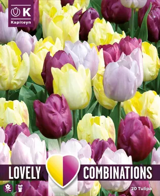 LILLESIBULATEKOMPL. TULP KOLLANE, PURPURNE JA LILLA 20TK