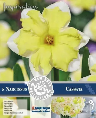 LILLESIBUL KAPITEYN TROMPETNARTSISS "CASSATA" 5TK PAKIS