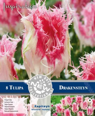 LILLESIBUL KAPITEYN NARMASÕIELINE TULP "DRAKENSTEYN" 8TK PAKIS
