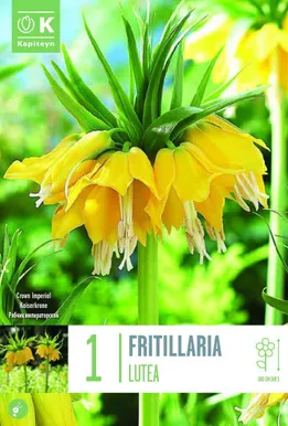 LILLESIBUL KAPITEYN KÕRGE PÜVILILL "LUTEA" 1TK PAKIS