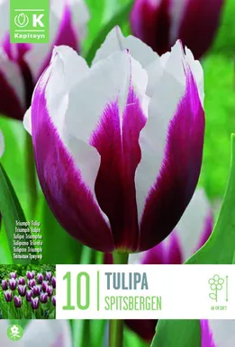 LILLESIBUL KAPITEYN TRIUMFTULP "SPITSBERGEN" 8TK PAKIS