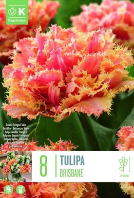 LILLESIBUL KAPITEYN TÄIDIS-NARMASÕIELINE TULP "BRISBANE" 5TK PAKIS