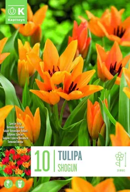 LILLESIBUL KAPITEYN TULP "SHOGUN" 10TK PAKIS