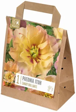 ITOH POJENG KAPITEYN "CANARY BRILLIANTS" 1TK PAKIS