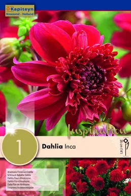 DAALIA KAPITEYN "INCA" 1TK PAKIS