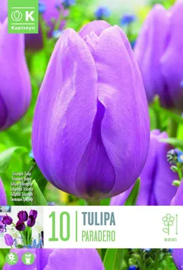 LILLESIBUL TRIUMF TULP "PARADERO"