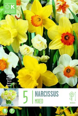 NARCISSUS LARGE CUPPED MIXED COLOURS