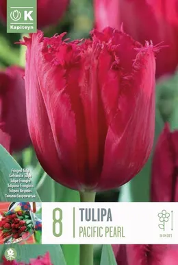 LILLESIBUL KAPITEYN NARMASÕIELINE TULP "PACIFIC PEARL" 8TK