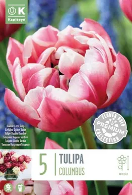 LILLESIBUL KAPITEYN TULP HILINE TOPELTÕIELINE "COLUMBUS" 5TK