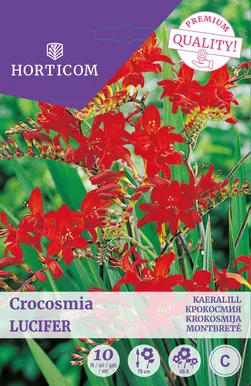 KAERALILL CROCOSMIA LUCIFER 10TK