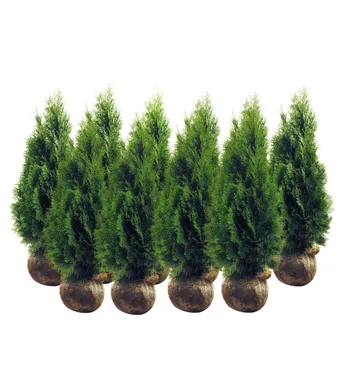 ELUPUU "SMARAGD" MULLAPALLIGA 120+CM, 10TK ALUSEL