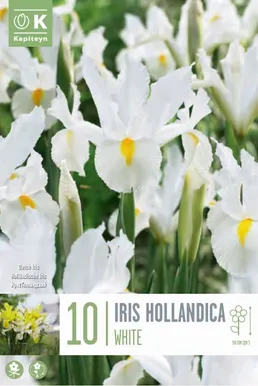 HOLLANDI IIRIS VALGE KAPITEYN 10TK