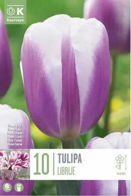 TRIUMFTULP KAPITEYN "LIBRIJE" 10TK