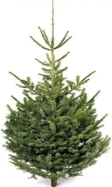 JÕULUPUU HARILIK KUUSK 200-250CM